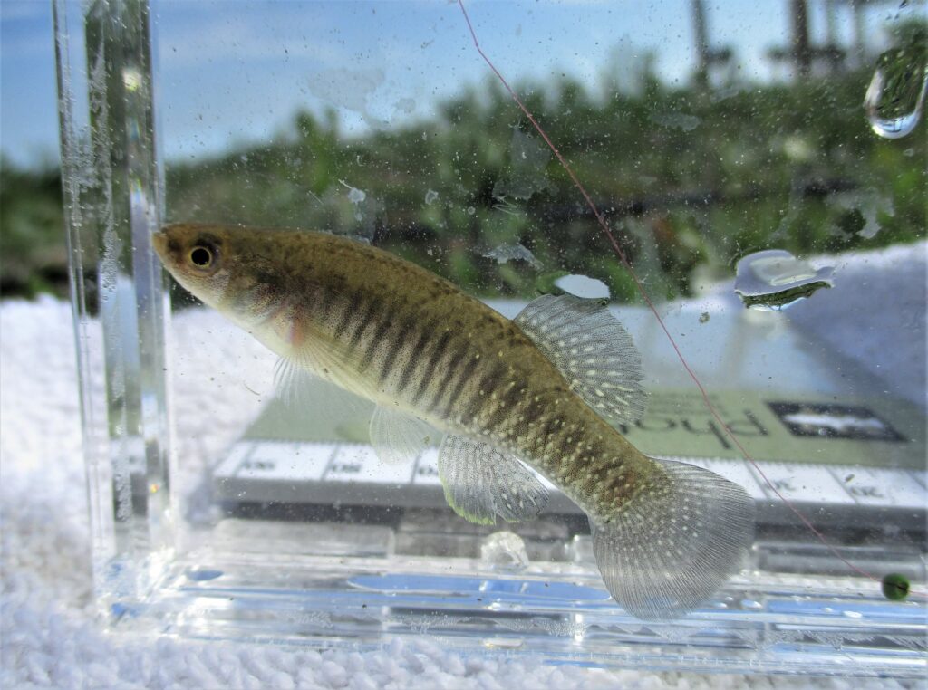 Bayou Killifish (Fundulus pulverous)