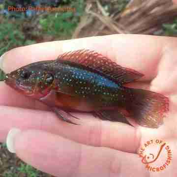 Rafael Arencibia holding a jewelfish african cichlid caught in Florida while micro fishing.