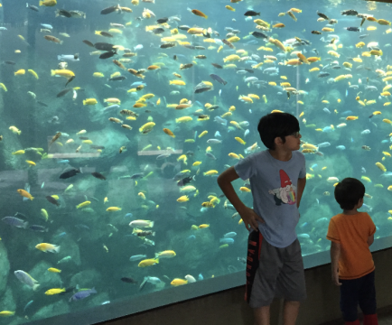 Overcrowded aquarium.