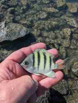 Hawaiian Seargent caught on Waikiki Beach using The Art of Micro Fishing micro hooks.