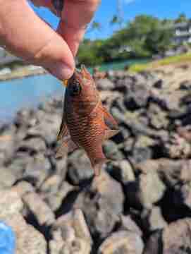 Banded cardinalfish caught on Art of Micro Fishing hooks in oahu, Hawaii.